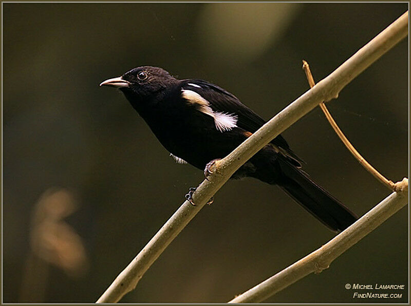 Fulvous-crested Tanager male