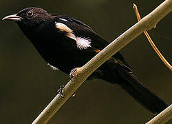 Fulvous-crested Tanager