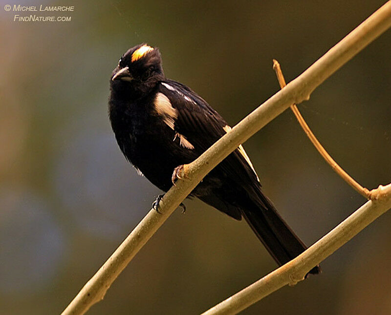 Fulvous-crested Tanager male