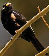 Fulvous-crested Tanager