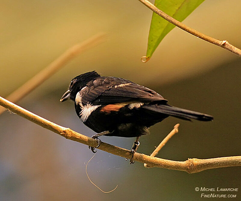 Fulvous-crested Tanager male