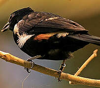 Fulvous-crested Tanager