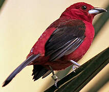 Brazilian Tanager