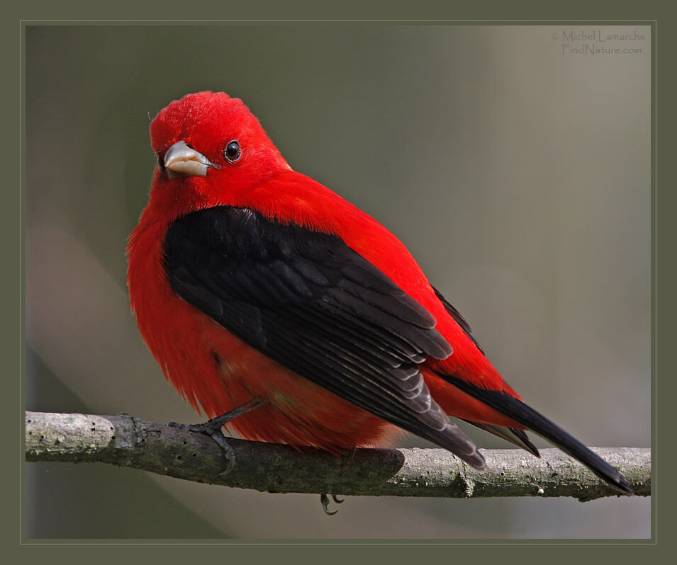 Scarlet Tanager