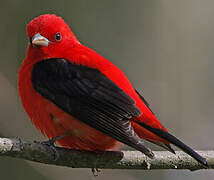 Scarlet Tanager