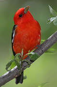 Scarlet Tanager