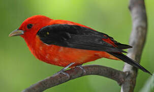 Scarlet Tanager