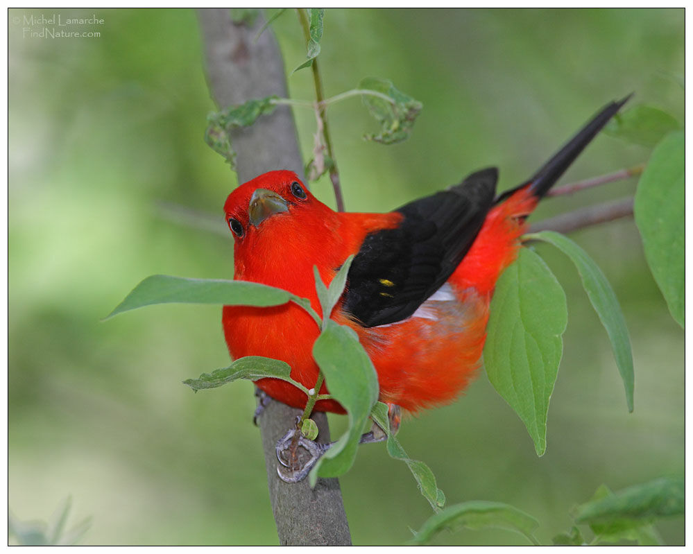 Scarlet Tanager male adult