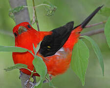 Scarlet Tanager