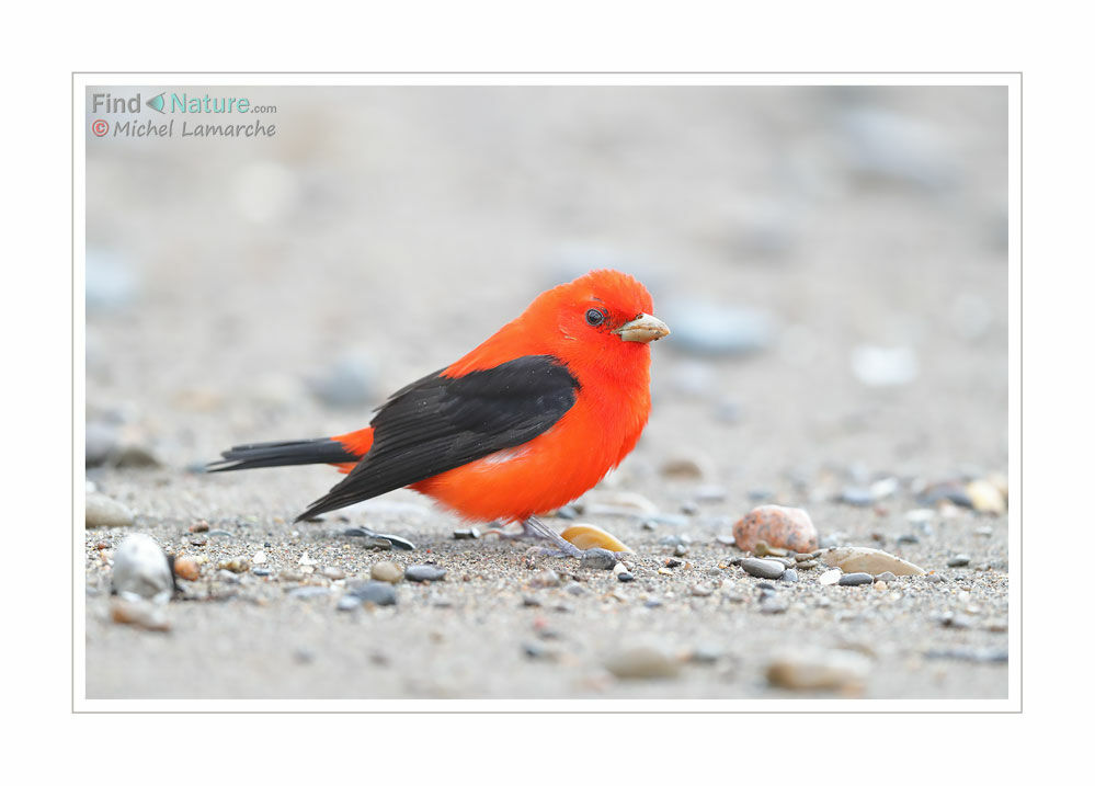 Scarlet Tanager male adult breeding