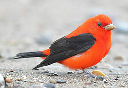 Scarlet Tanager