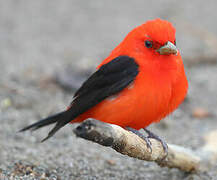 Scarlet Tanager