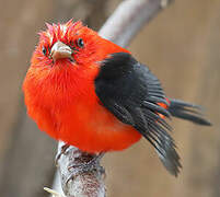 Scarlet Tanager