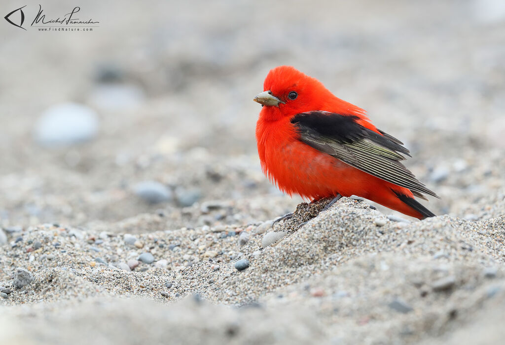 Scarlet Tanager male adult