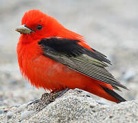 Scarlet Tanager