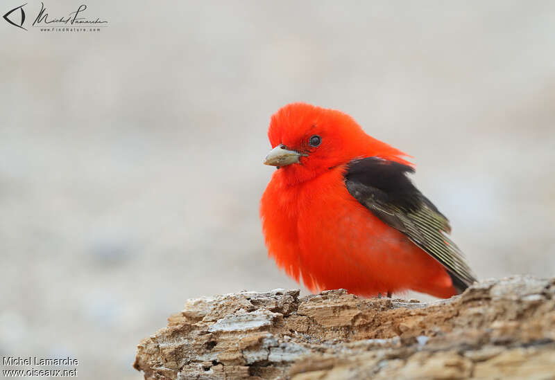 Scarlet Tanager male adult breeding, close-up portrait