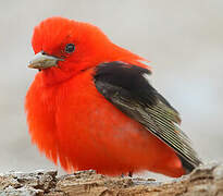 Scarlet Tanager