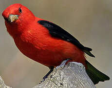 Scarlet Tanager