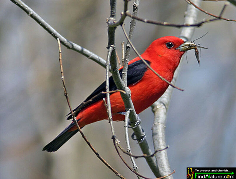 Scarlet Tanager