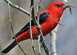 Scarlet Tanager