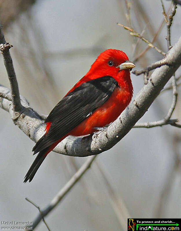 Scarlet Tanager male adult breeding, identification