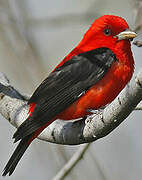 Scarlet Tanager