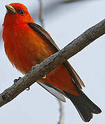 Scarlet Tanager