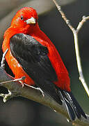 Scarlet Tanager