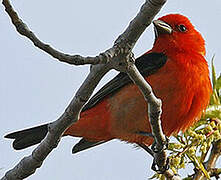 Scarlet Tanager