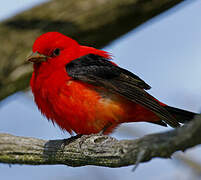 Scarlet Tanager