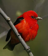 Scarlet Tanager