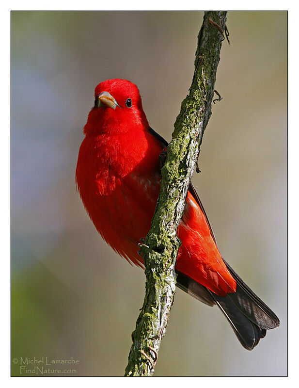 Scarlet Tanager