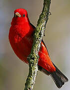 Scarlet Tanager