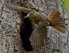 Summer Tanager