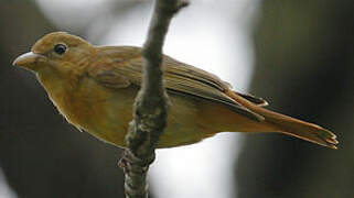 Summer Tanager