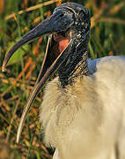 Wood Stork