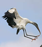 Wood Stork