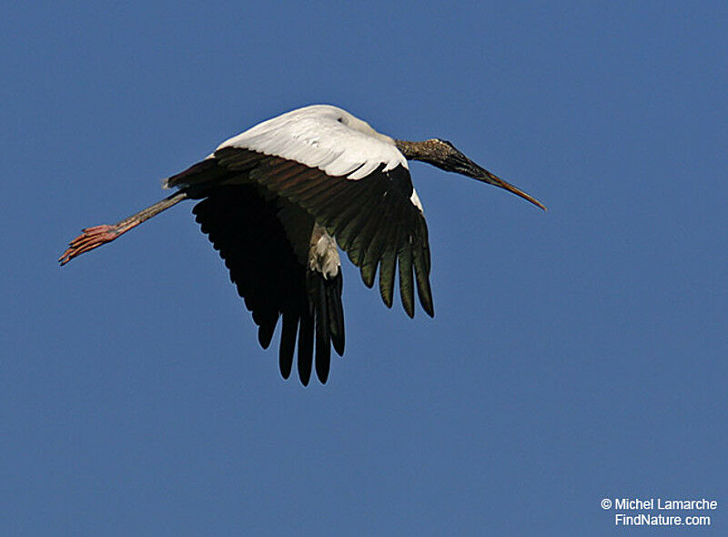 Wood Stork