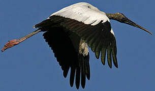 Wood Stork