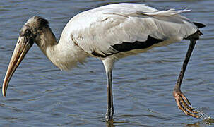 Wood Stork