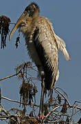 Wood Stork