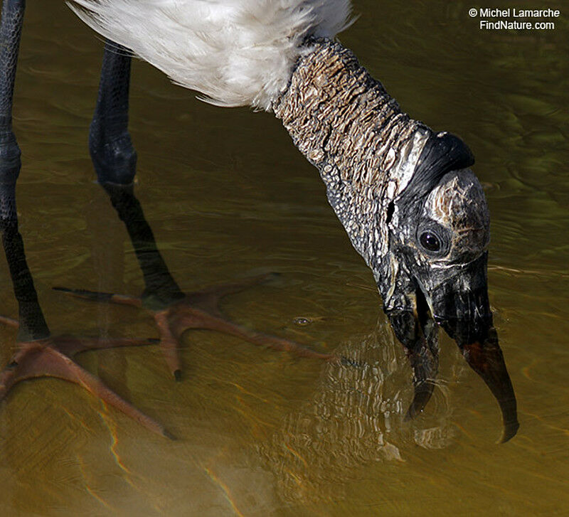 Wood Stork