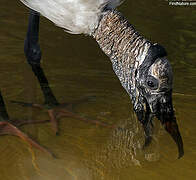 Wood Stork