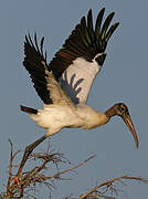 Wood Stork