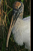 Wood Stork