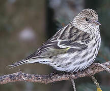 Pine Siskin