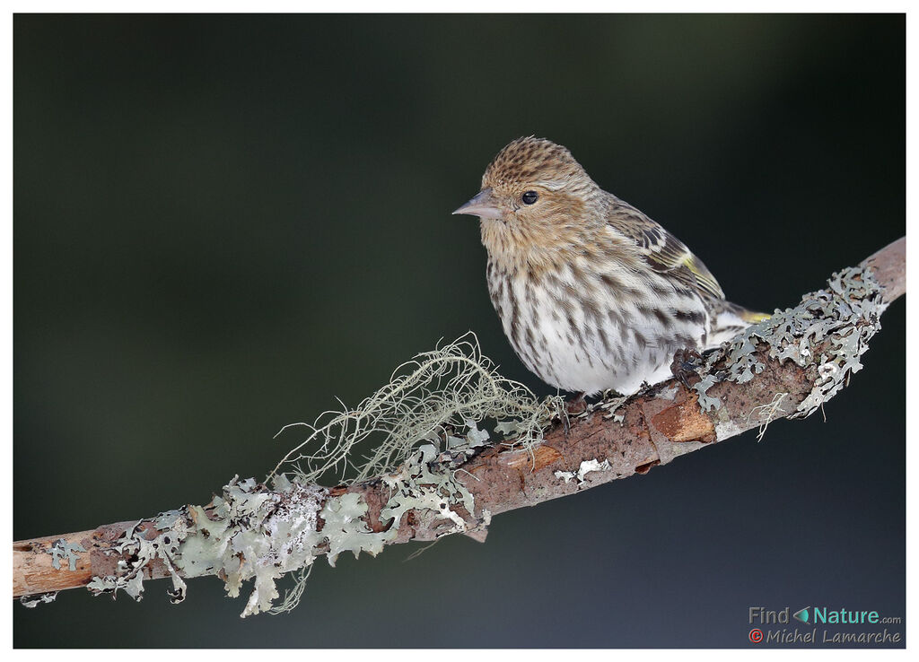 Pine Siskin