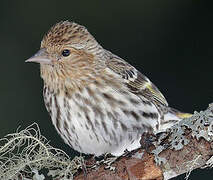 Pine Siskin