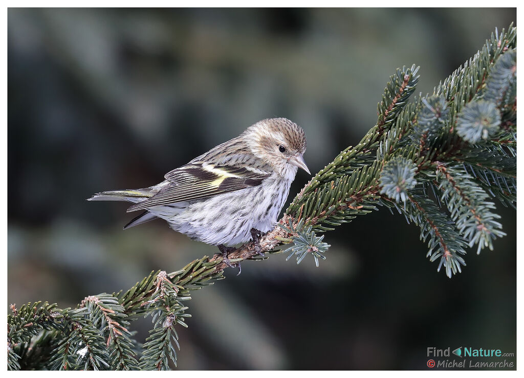 Pine Siskin