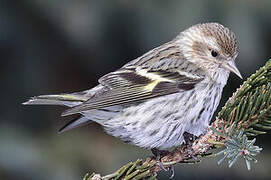 Pine Siskin